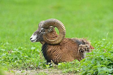 《三国志8重制版》发售宣传片 Steam国区定价349元正式解锁